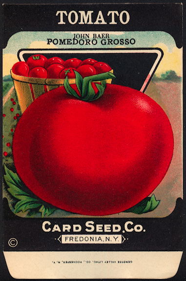 Scarce John Baer Pomedoro Grosso Tomato Card Seed Packet